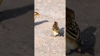 Breakfast time #shorts #bayaweaver #birdsonearth #urbanbirds #bbcearth