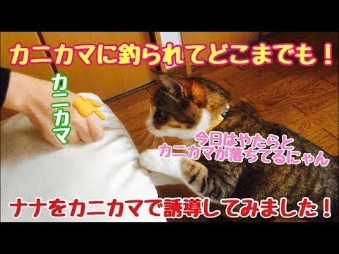 カニカマに釣られる　ナナちゃん