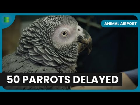 50 Parrots Head to Barbados! - Animal Airport - Animal Documentary