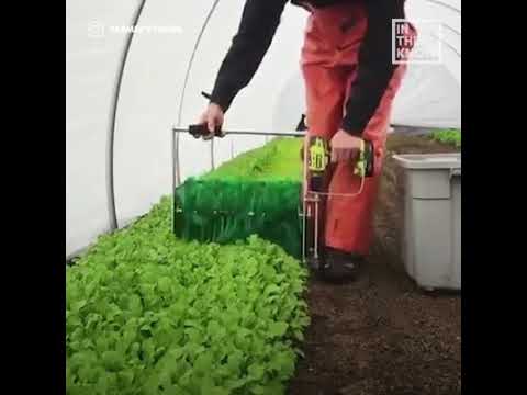 Machine harvests salad-ready baby greens in seconds