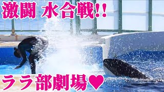 鴨シーのお茶目なペアのチルタイムにほっこり^^ 鴨川シーワールド シャチ KamogawaSeaWorld  orca killerwhale