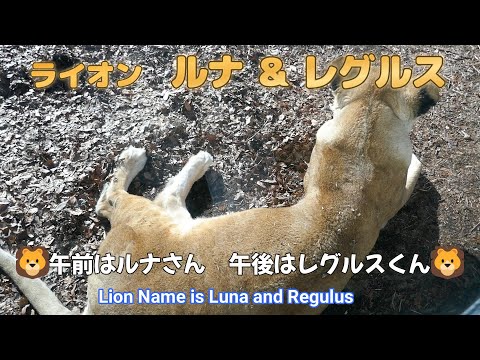 ライオン　ルナ＆レグルス　🦁午前はルナさん　午後はレグルスくん🦁（東山動植物園）Lion Name is Luna and Regulus