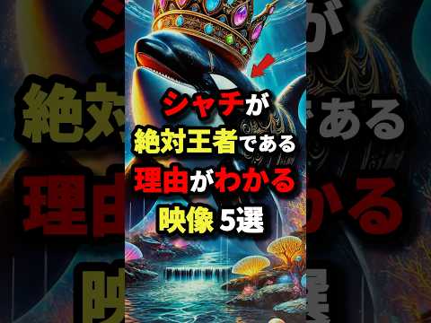 シャチが絶対王者である理由がわかる映像5選　#都市伝説