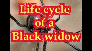 A very educational video showing the life cycle of a Black Widow Spider and it's enemies