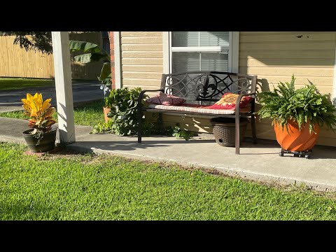 Checking on the front yard plants: golden pothos, ferns, dipladenias and dwarf cavendish