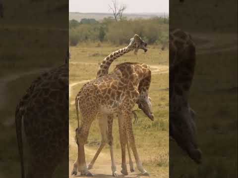 Two Giraffes Fight With Neck/Animals Fight To Death Video 2023/Animal Attack Video