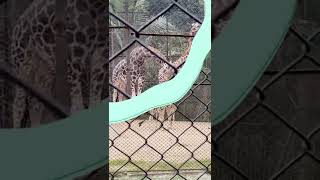 Alipore Zoo Kolkata | Giraffe  #shorts #kidsmisbahshow #aliporezoo #giraffe #tallest