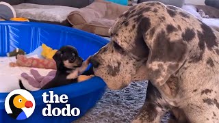 Giant Great Dane Has Raised Hundreds of Tiny Puppies and Kittens | The Dodo