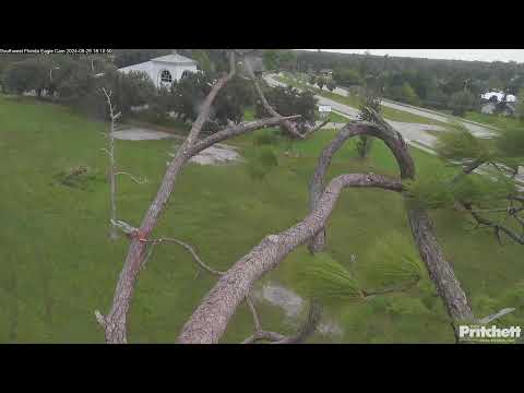 Southwest Florida Eagle Cam