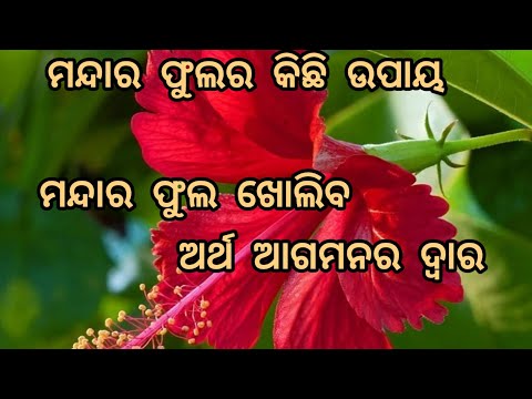 ମନ୍ଦାର ଫୁଲ ର କିଛି ବିଶେଷ ଉପାୟ ଖୋଲିବ ଧନ ଆଗମନ ର ଦ୍ୱାର/vastu tips/vastu