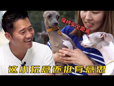 社恐靈緹被帶去強製交友，嚇得滿場逃竄渾身發抖，訓犬師：我是狗我也害怕