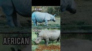 5 Asian Animals VS 5 African Animals l AFRICAN LION VS ASIATIC LION  #animals  #shorts #lion