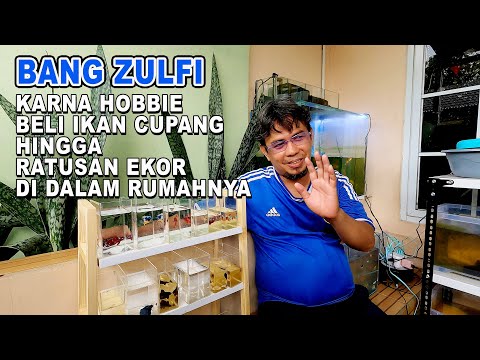 BELI IKAN CUPANG HINGGA RATUSAN EKOR KARENA HOBBIE