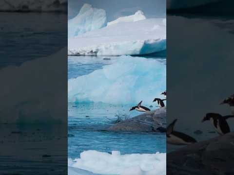 Ice Melting in Antarctica || #antarctica #trending #shorts #viral