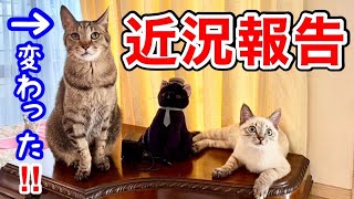 【報告】子猫を保護したら先住猫がとんでもないことになってしまいました