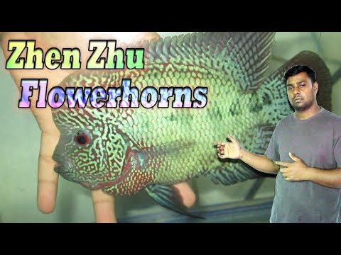 Zhen Zhu flowerhorn fish - Popular cichlids fish