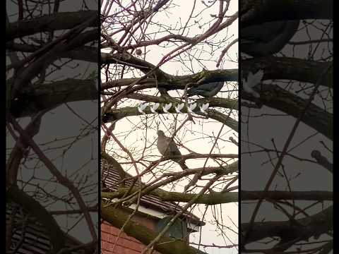 Bird resting on a windy day 🕊️🕊️🦅💨#shortsvideo #birds #birdslover #birdsounds