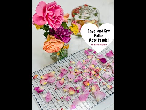 Rose Care Tips #2: Save & Dry Rose Petals When They Fall For 🌹Rose Potpourri/Shirley Bovshow #shorts