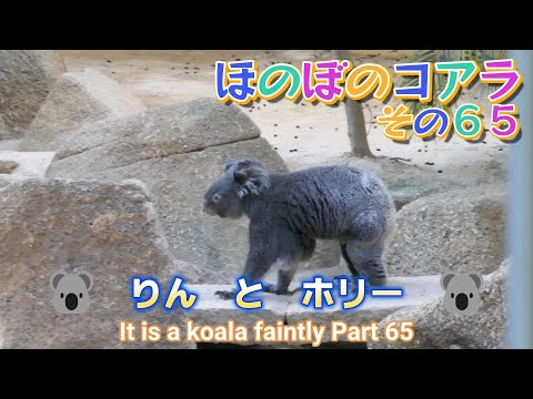 ほのぼのコアラ　その６５　🐨りん　と　ホリー🐨（東山動植物園）It is a koala faintly Part 65