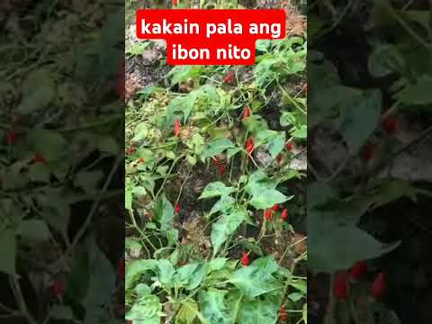 mahilig ka din ba sa maanghang#satisying #halamansabakuran #shortsyoutube #garden