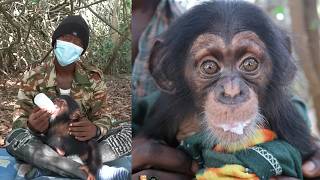 Siaka: The Rescued Chimpanzee | A Story of Hope and Survival