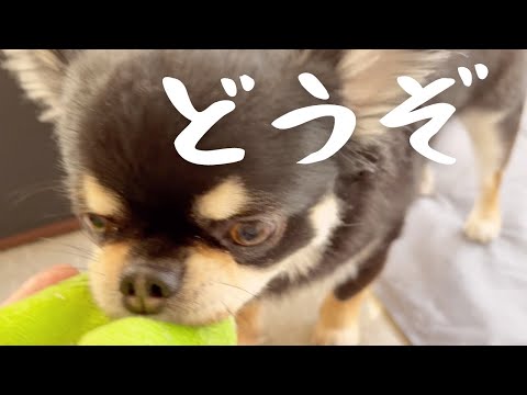 鳴きの悪い玩具を押し付けてくるうちのチワワ#チワワ #犬のいる生活 #dog