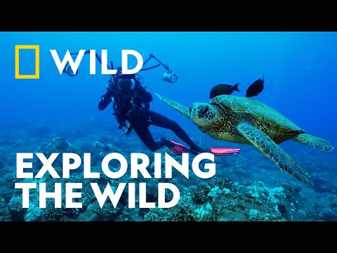 Exploring the Secrets of the Wild | Wildest Explorers | National Geographic WILD UK