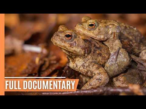 Teutoburg Forest - A Journey Through Germany's Enchanted Wilderness | Full Documentary