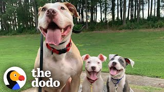 65-Pound Pit Bull Is The 'Fun Uncle' For Tiny Foster Puppies | The Dodo Pittie Nation