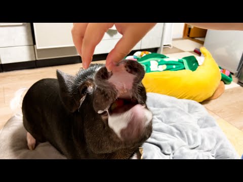 Micro pig eats not only her appetites, but also her mother's hands.