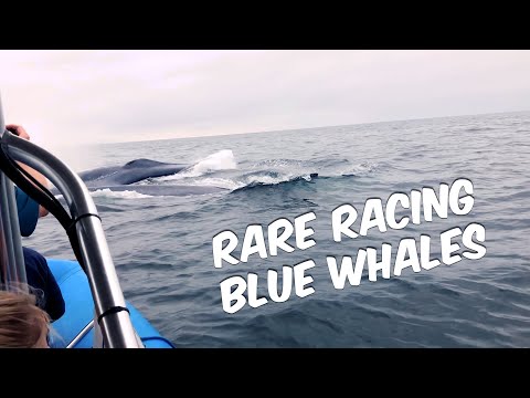 Dramatic & Rarely Seen Racing Blue Whales off Dana Point, CA