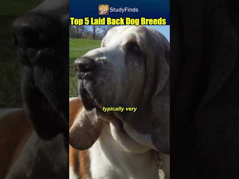 Most Laid-Back Dog Breeds - Top 5