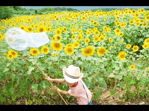 バレット学。 - ひまわり　(Manabu Barrett "Sunflowers" CC: English Subtitles)