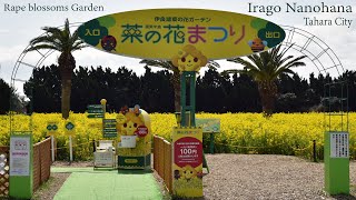 Rape Blossoms Garden - Irago Nanohana - Tahara City