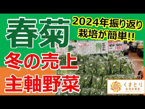 冬の売上の中心野菜！春菊（きくな） 2024年の反省と来年の対策