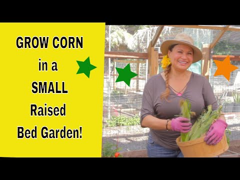 I'm  Growing Corn in a Small (4x8 ft) Raised Bed! You Can Too! (Foodie Gardener) Shirley Bovshow