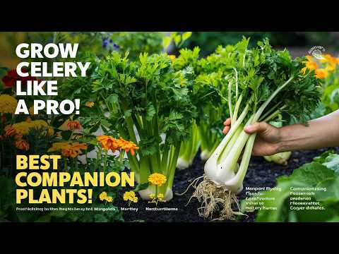 Ultimate Guide to Celery Companion Planting: Types, Growing Tips, and Best Plant Partners!