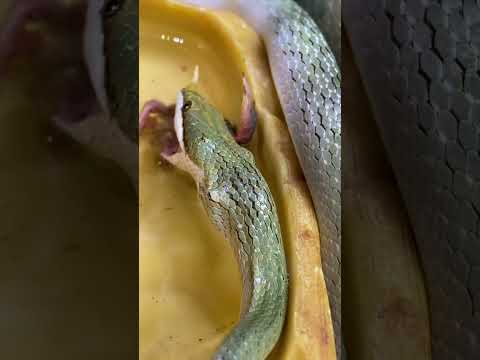 Rhino Rat Snake Enjoying a Bird Dinner!