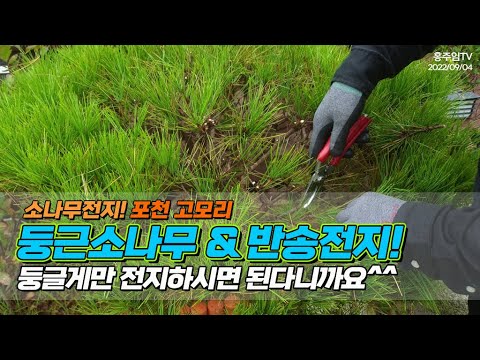 소나무전지! 포천 고모리 / 둥근소나무 & 반송전지.. 둥글게만 전지하시면 된다니까요^^ / How to cut a pine tree beautifully