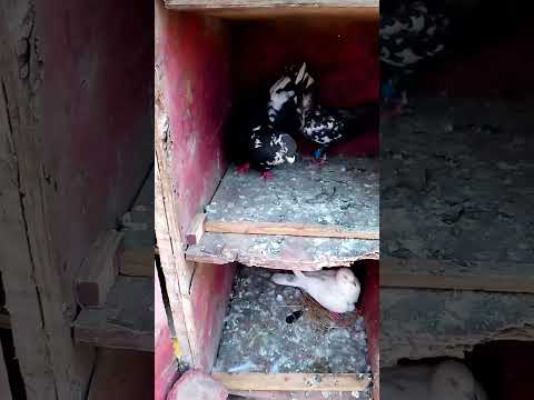 Kabutar attitude 😈#short video #Pigeon short # kabutar attitude