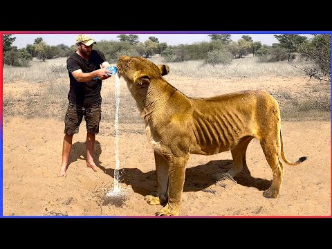 Animals That Asked People for Help & Kindness 😭 | Faith in Humanity Restored