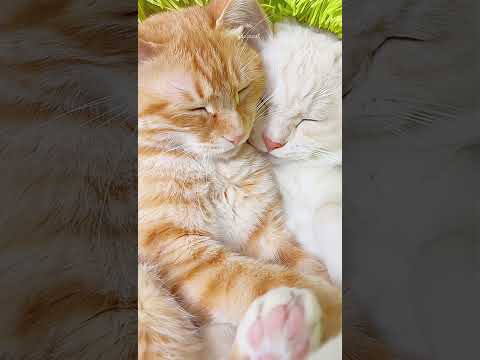 夢の中でおしゃべりする猫たちCats talking in their dreams#cats #cutestcouple #癒される動物#かわいい甘えん坊ニャンコカップル会話動画#catfamily