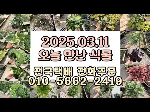 2025.03.11 오늘만난식물025.03.11 오늘만난식물