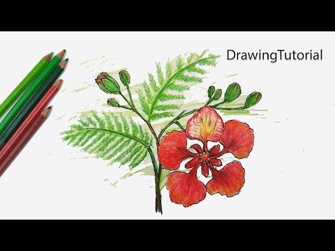 How to Draw Krishnochura flower Step by Step (Very Easy)