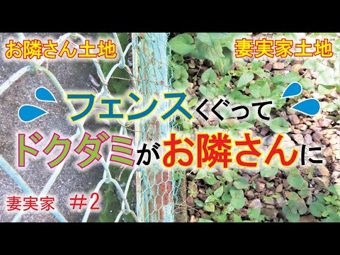 【庭DIY 庭作り】防草シートを敷く。お隣さんの敷地に雑草ドクダミまみれだったので、、、しかもたまに除草してくれてた・・これは早急に対策を！庭diy ［DIYで雑草対策］［garden answer］