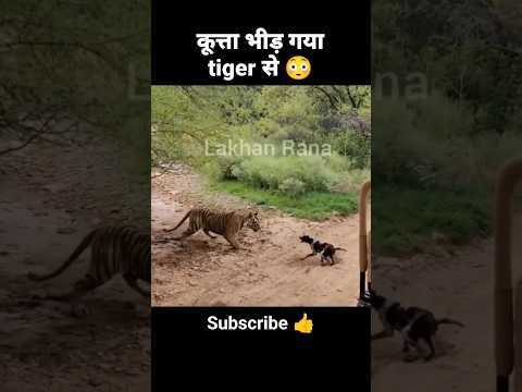 tiger vs dog fight 😲#shortvideo #viral