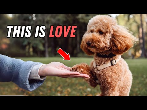 The Secret "Love Languages" of your Poodle