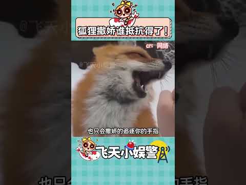 狐貍撒嬌也太可愛了吧~ #狐貍 #神奇動物在抖音 #撒嬌