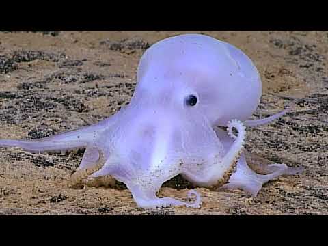 Facts: The Casper Octopus