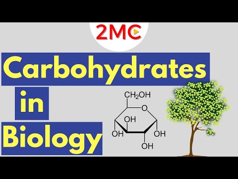 Carbohydrates | Biological Molecules Simplified #1